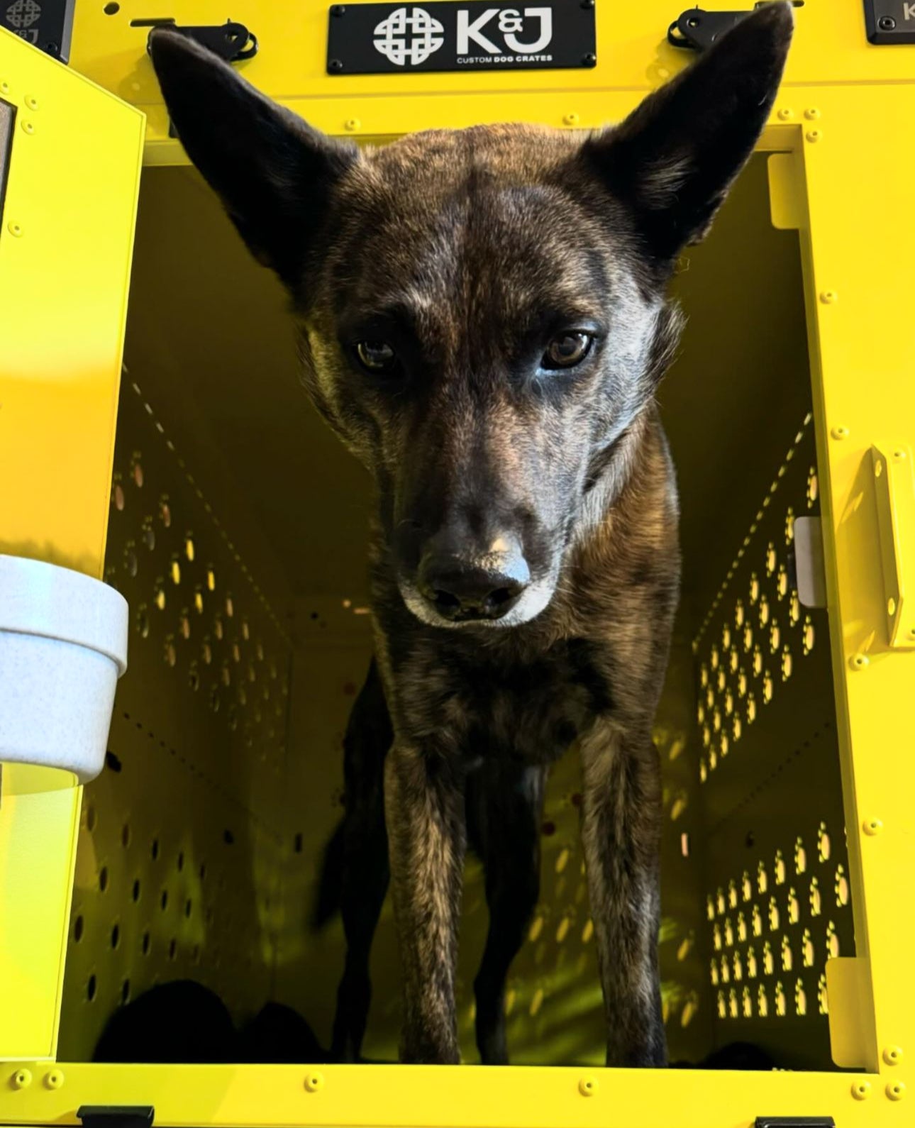 Close-up of a Belgian Malinois inside a yellow large collapsible K&J crate, head facing out and looking directly into the camera.