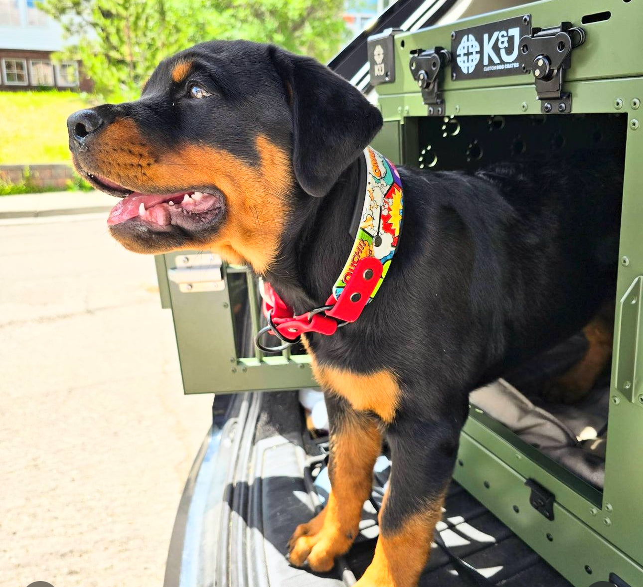 Rottweiler puppy partially inside a medium army green collapsible K&J crate, with its head sticking out. Crate positioned in the trunk space of an SUV with the trunk lid open