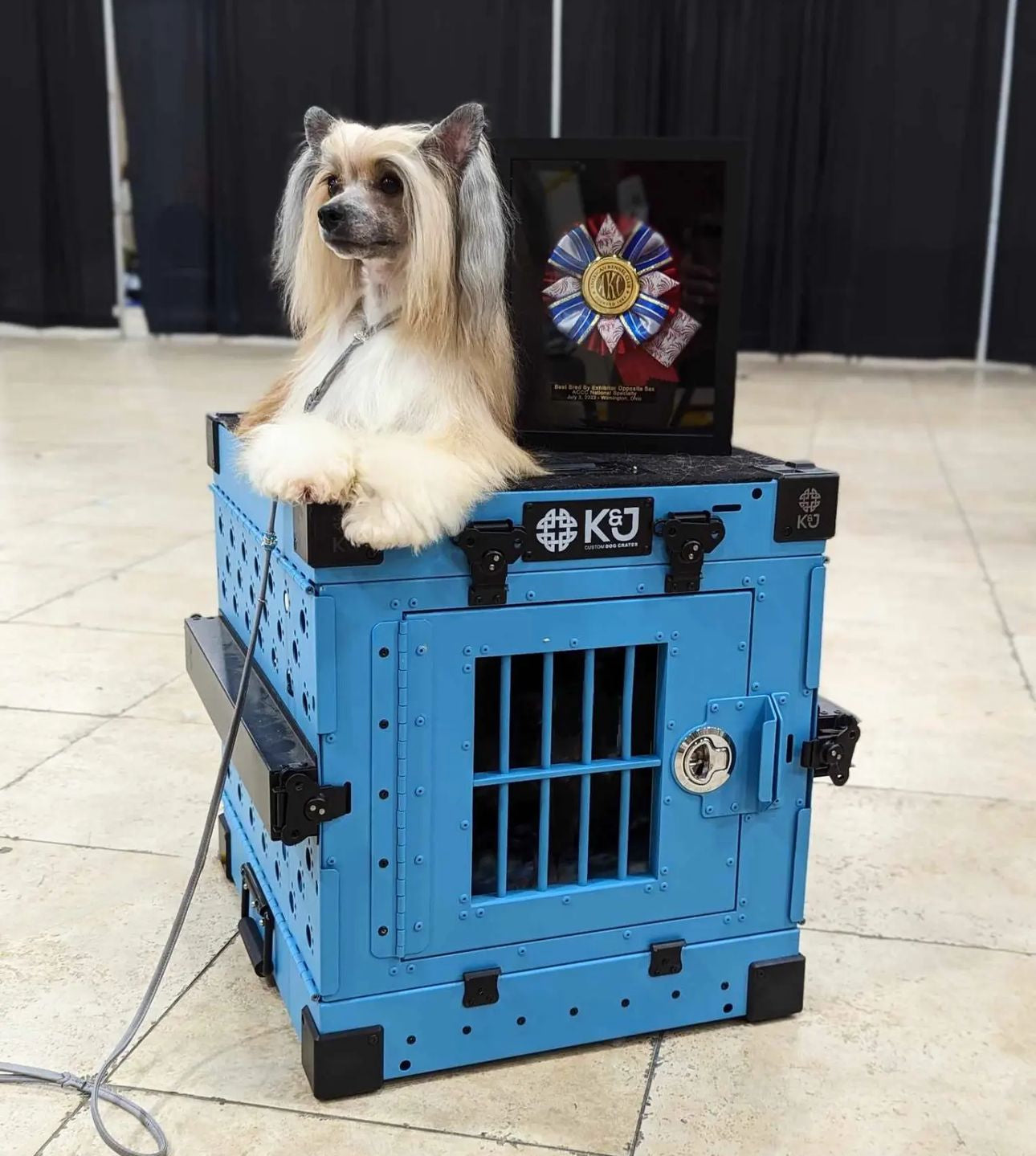 Prize-winning Chinese Crested dog lying on top of an XS teal collapsible K&J crate with a winning ribbon, inside a dog show venue.
