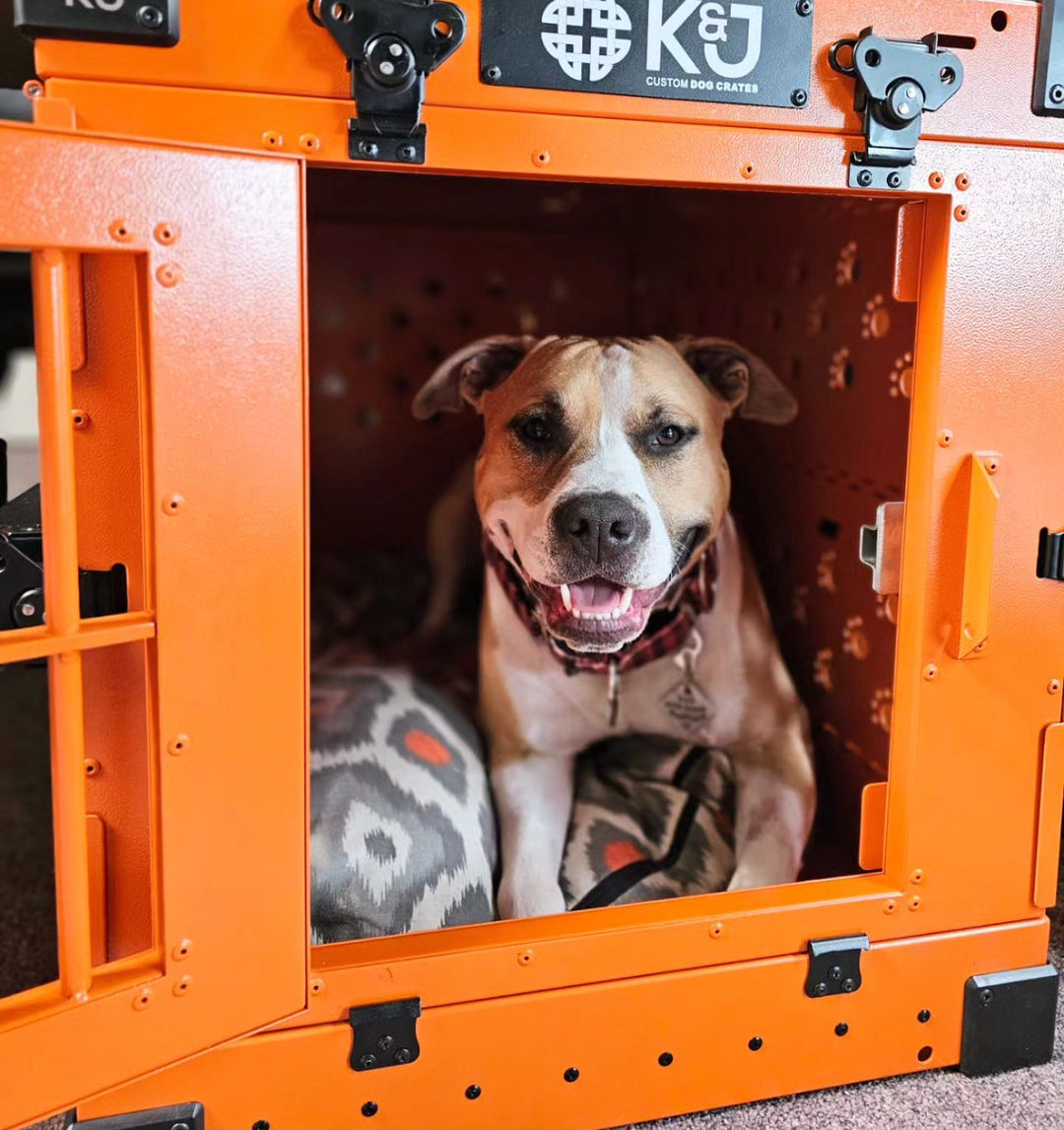 Small orange collapsible K&J crate with a happy Pitbull lying inside, facing out with the door open. Perfect for comfortable pet containment.