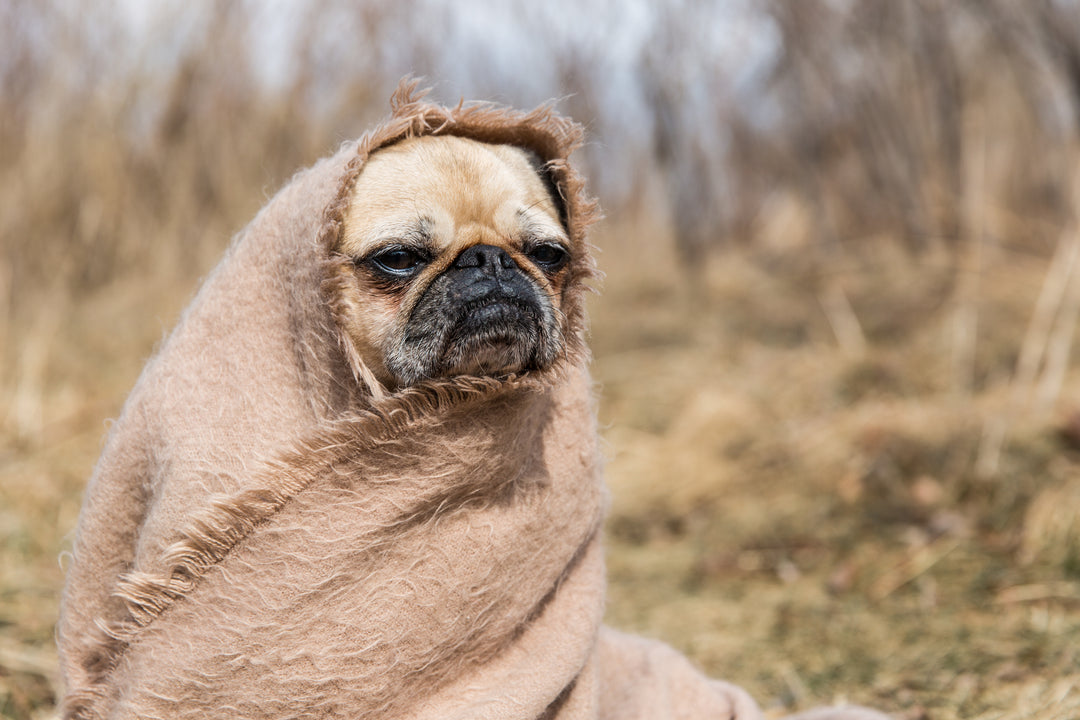 Pug wrapped snugly in a blanket with only its head visible, sitting on grass and preparing for a vet visit.