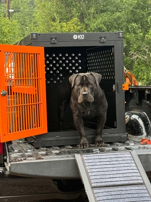 Benefits of Aluminum Dog Kennels: 2026 Guide