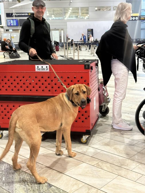 Dog Crate Airline Inspection Tips for 2026 Travel
