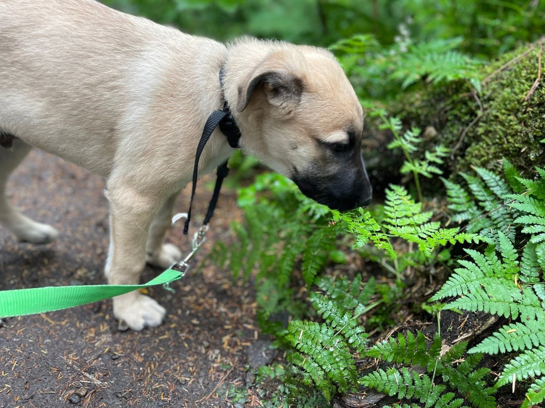 Exploring Canada with Your Dog - K&J Custom Dog Crates