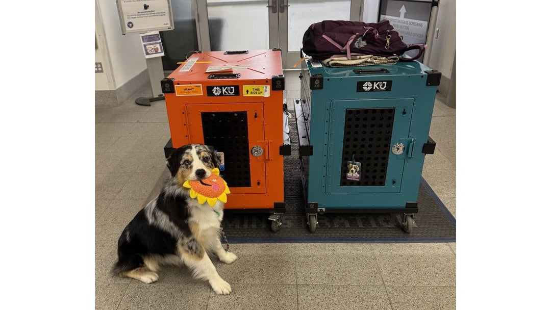 How to Stop Dog Destroying Crate: 7 Steps - K&J Custom Dog Crates