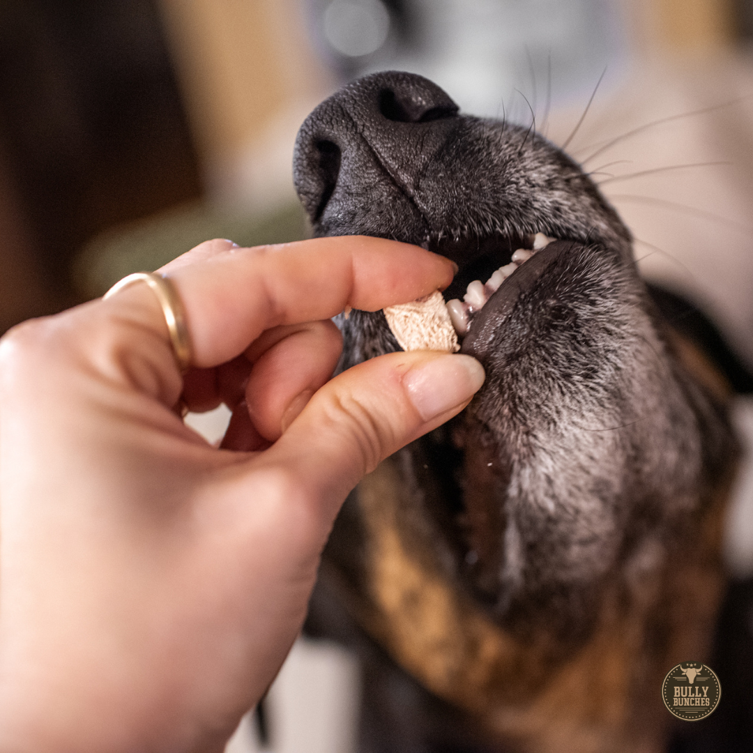 Dog Food & Treats