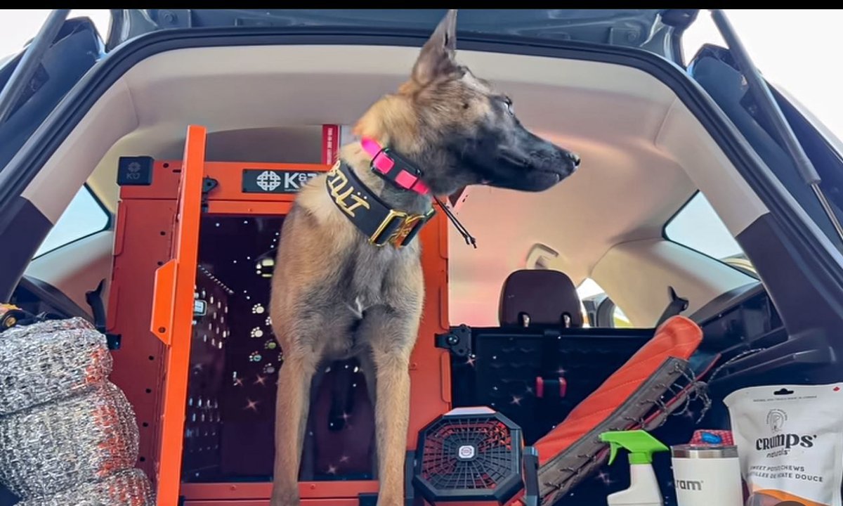 Collapsible Dog Crates