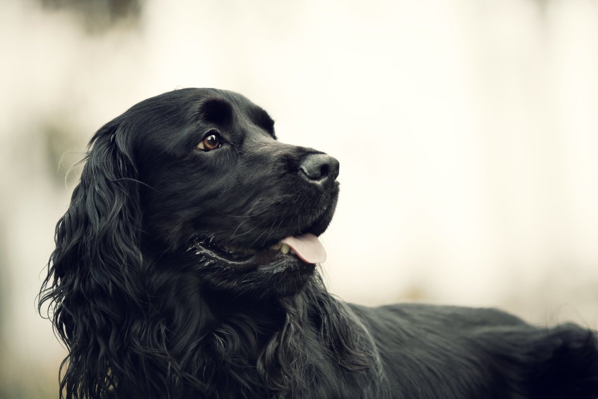 Accessoires pour cages à chiens