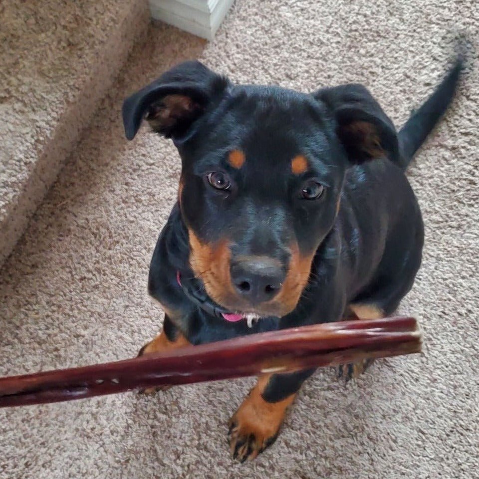 12 Inch Beef Jerky Stick - K&J Custom Dog Crates