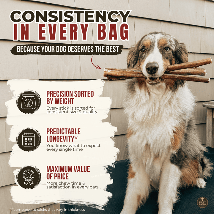 12 Inch Standard Bully Stick - K&J Custom Dog Crates