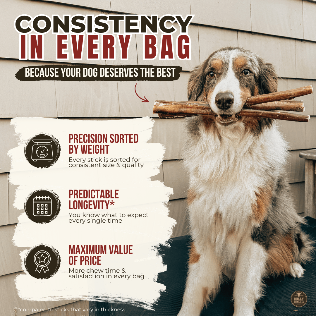 12 Inch Thick Braided Bully Stick - K&J Custom Dog Crates