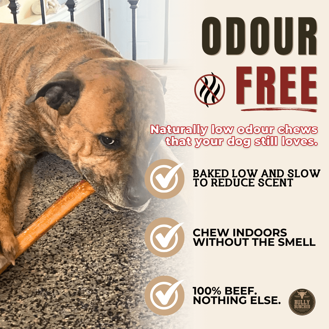 12 Inch Thick Bully Stick - K&J Custom Dog Crates