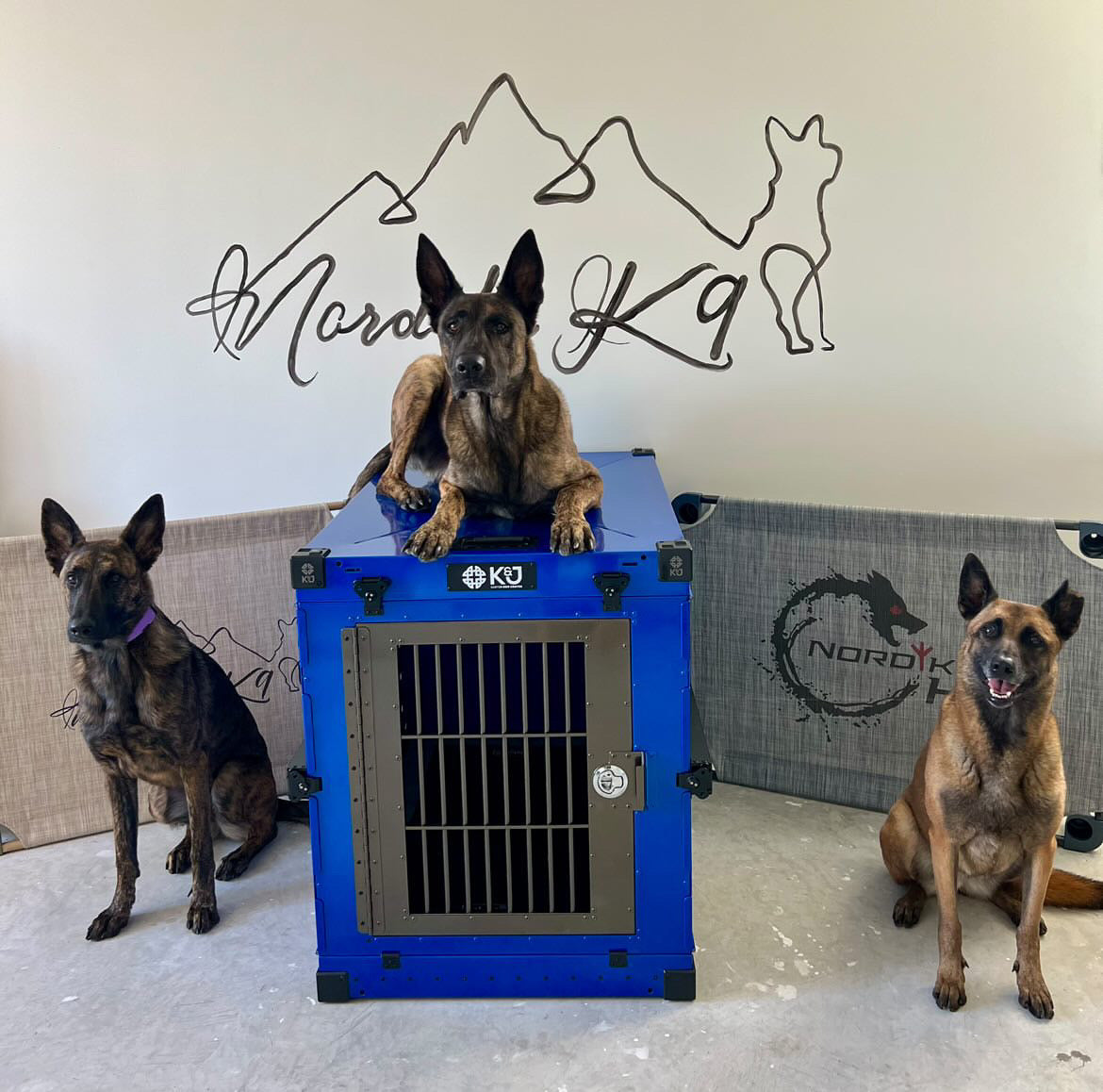 Large, tall, and wide K&J crate in metallic blue berg with a Star Wars-themed door, surrounded by two Malinois sitting on each side and one lying on top. Photo taken inside a K9 training facility.