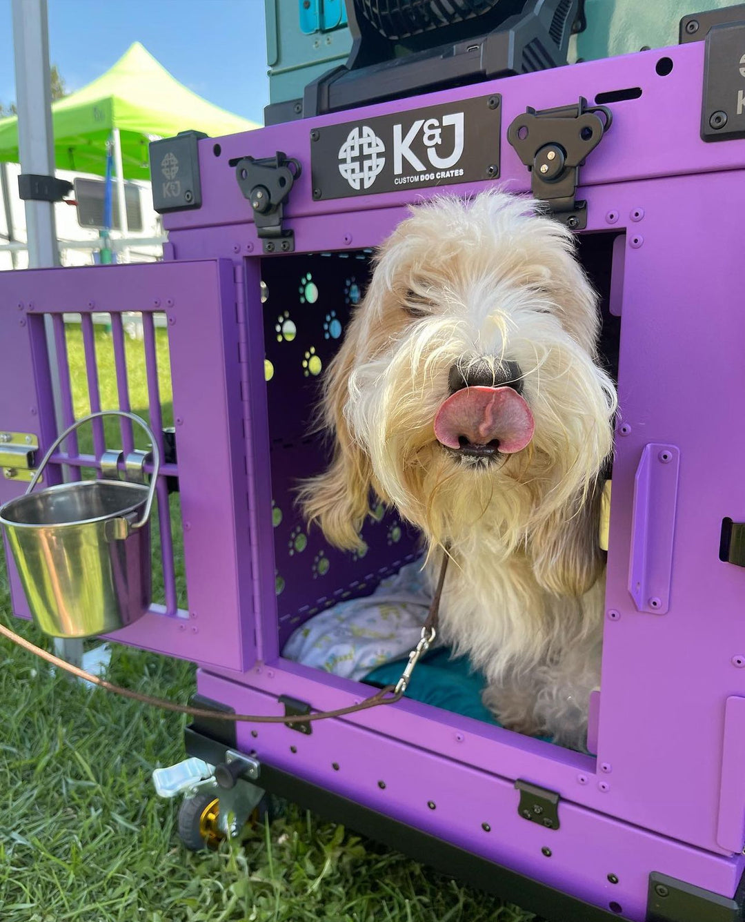 Petit Basset Griffon Vendéen peeking out of a purple medium collapsible K&J crate, licking its lips at an outdoor summer dog show.