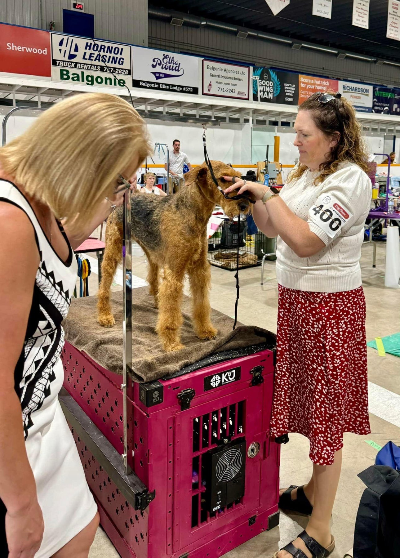 Beautiful medium metallic illusion raspberry K&J crate with attached grooming set and crate fan. Airedale dog being groomed by its owner on top of the crate inside a dog show arena.