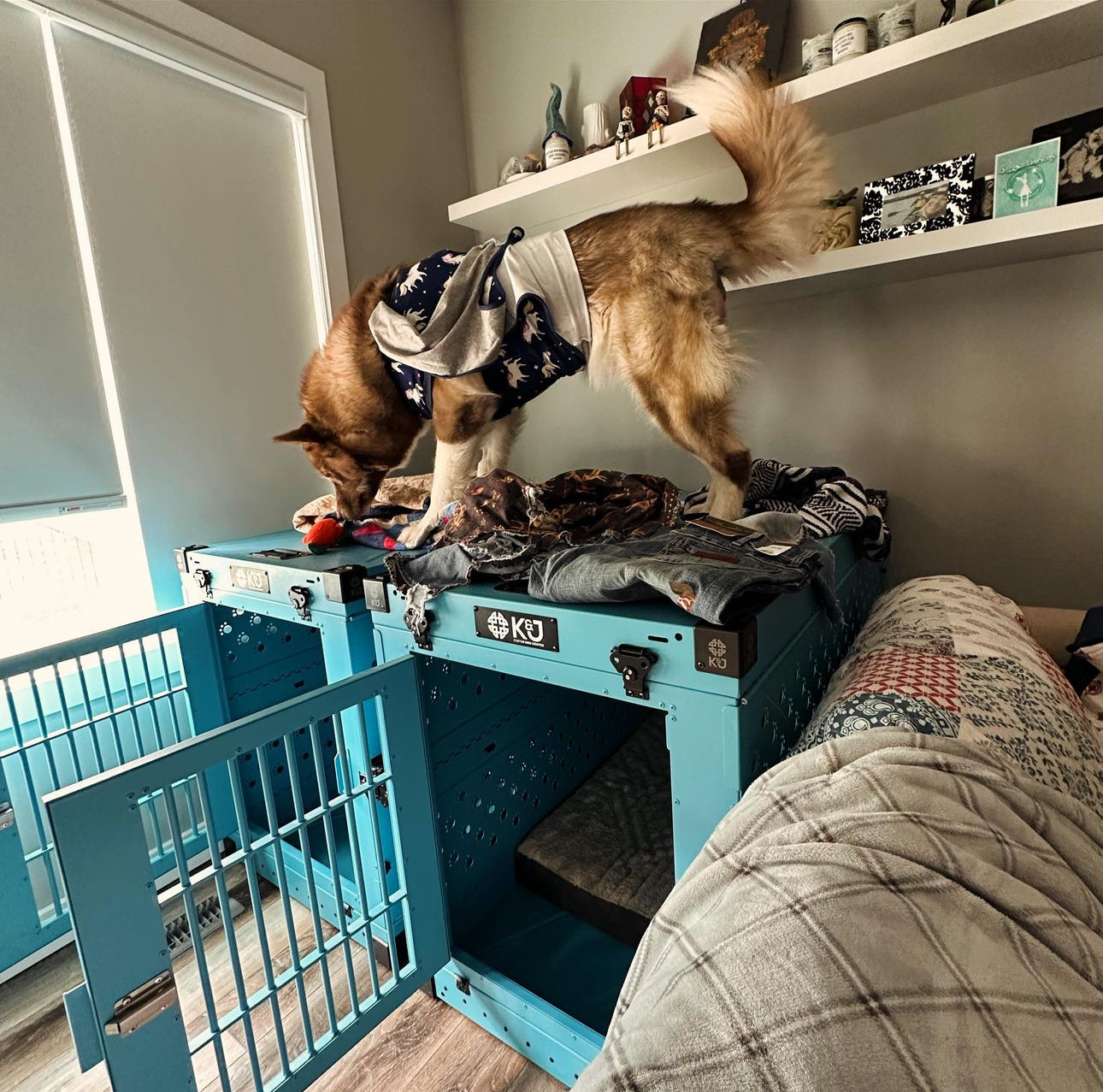 Custom Dog Crate Toys photo
