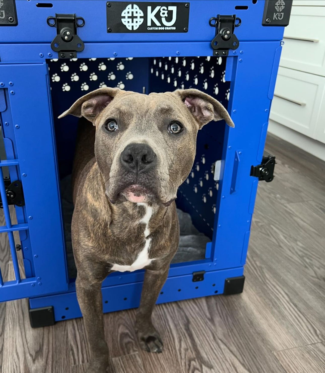 Collapsible Dog Crate