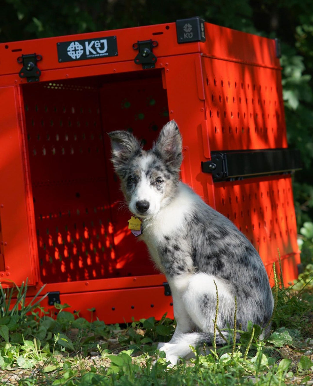 Caisse pliable pour chien