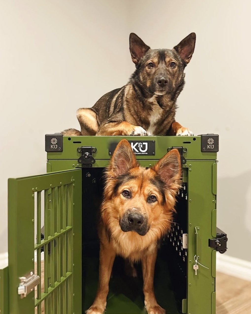 Large army green collapsible K&J crate with a German Shepherd standing inside, head peeking out, while another German Shepherd lies on top facing forward. Crate set up in a cozy living room.