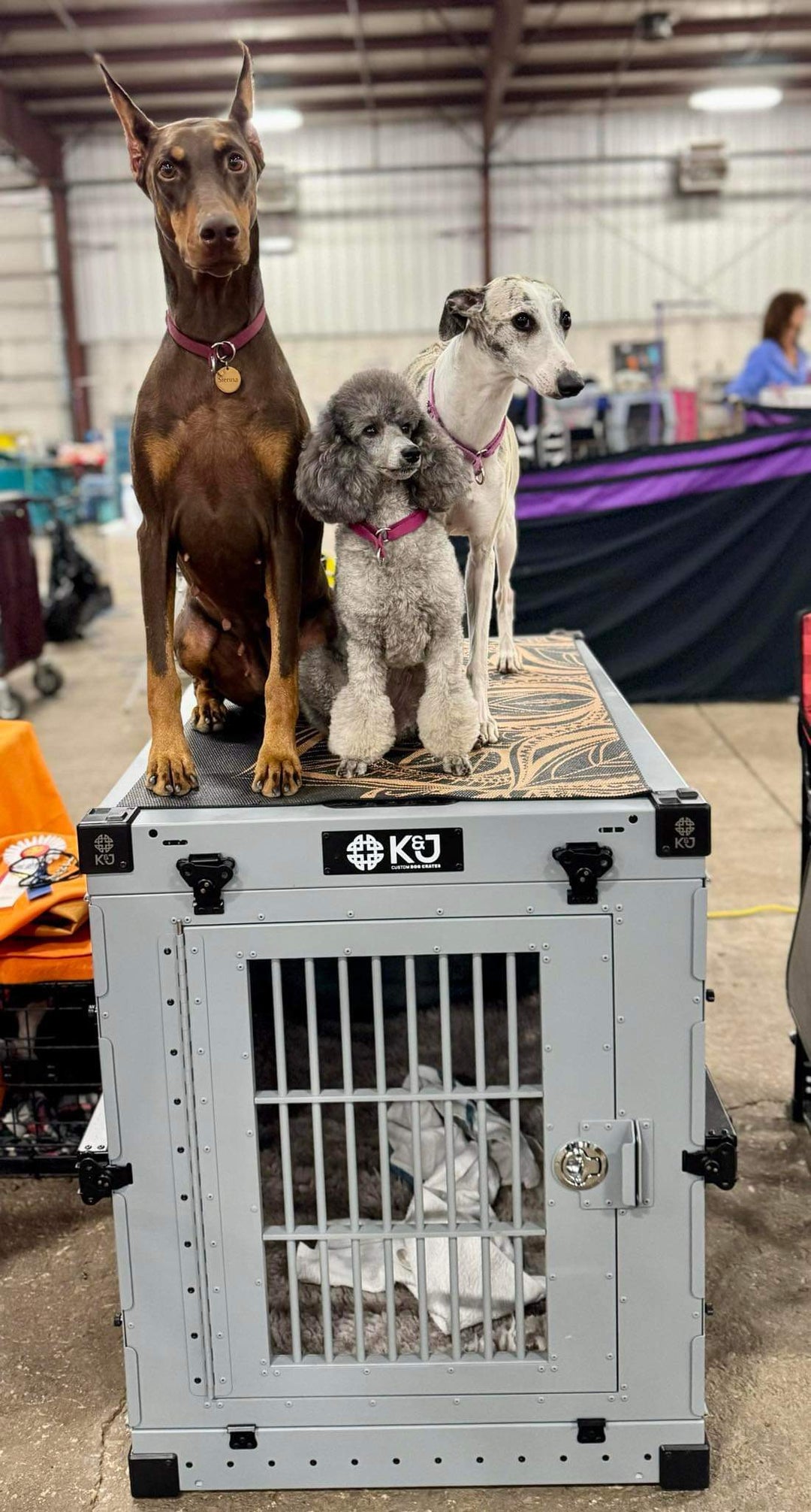 Fawn Doberman, Mini Poodle, and Whippet sitting on top of a large, tall, and wide grey K&J custom crate at a dog show. Durable crate designed for multiple breeds, perfect for show settings