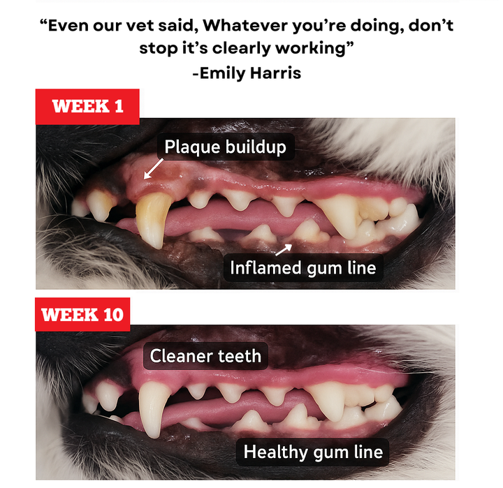 Himalayan Yak Chew (MEGA)