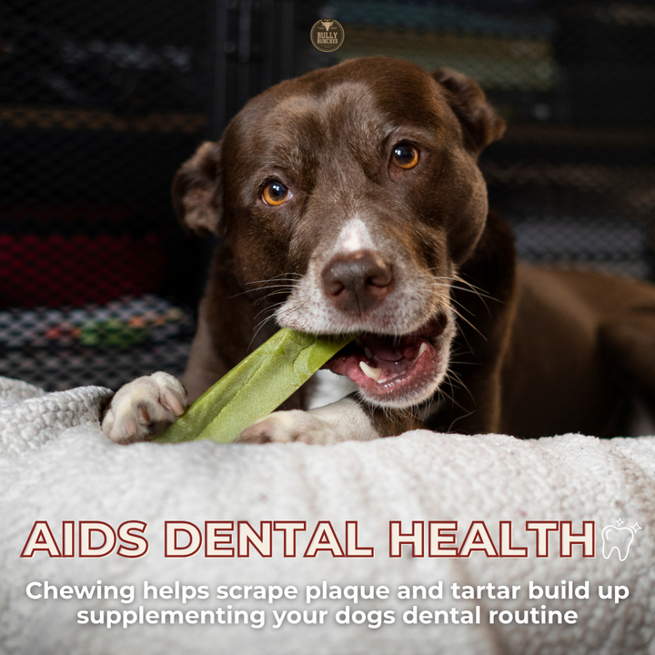 Mint Himalayan Yak Chew (MEDIUM)